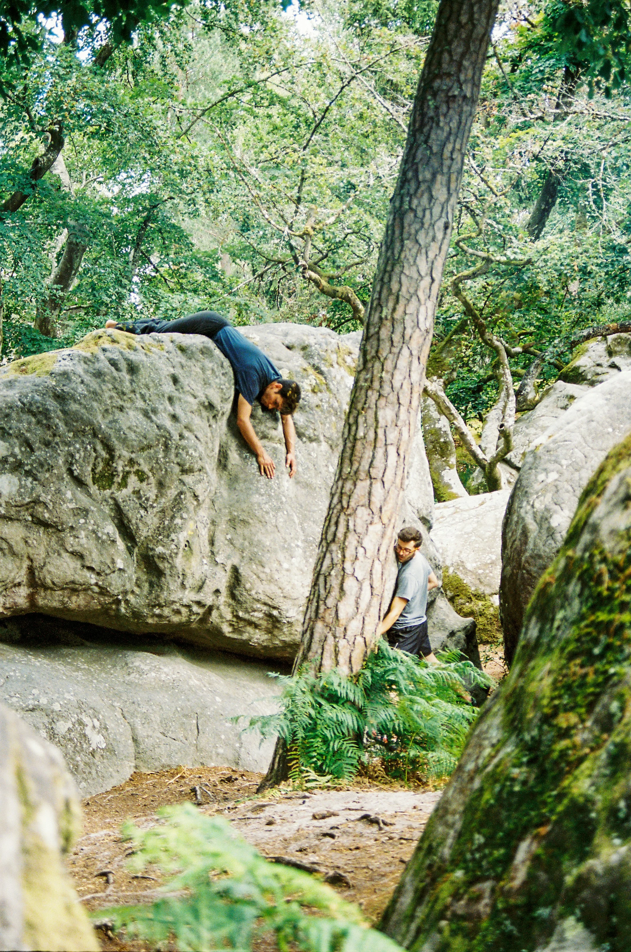 Sentier ensoleillé à travers la forêt — randonnée nature Gâtinais et Fontainebleau